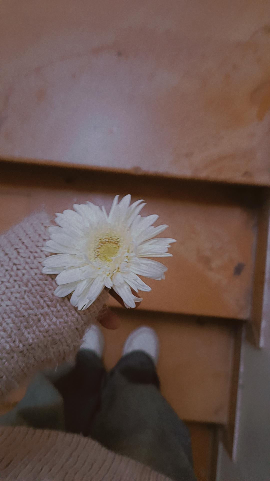 Solitary Bloom