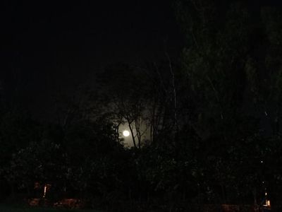 Peeking Moon