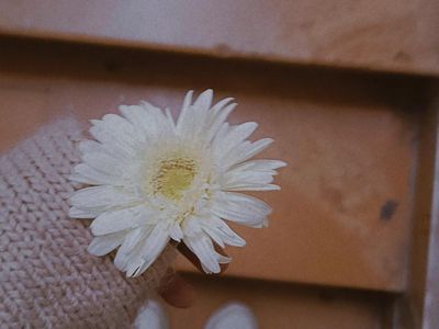 Solitary Bloom