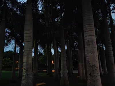 Twilight Palm Grove