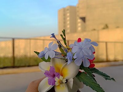 Urban Blossom